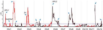 Genetic Dissection and Validation of Chromosomal Regions for Transmission Ratio Distortion in Intersubspecific Crosses of Rice